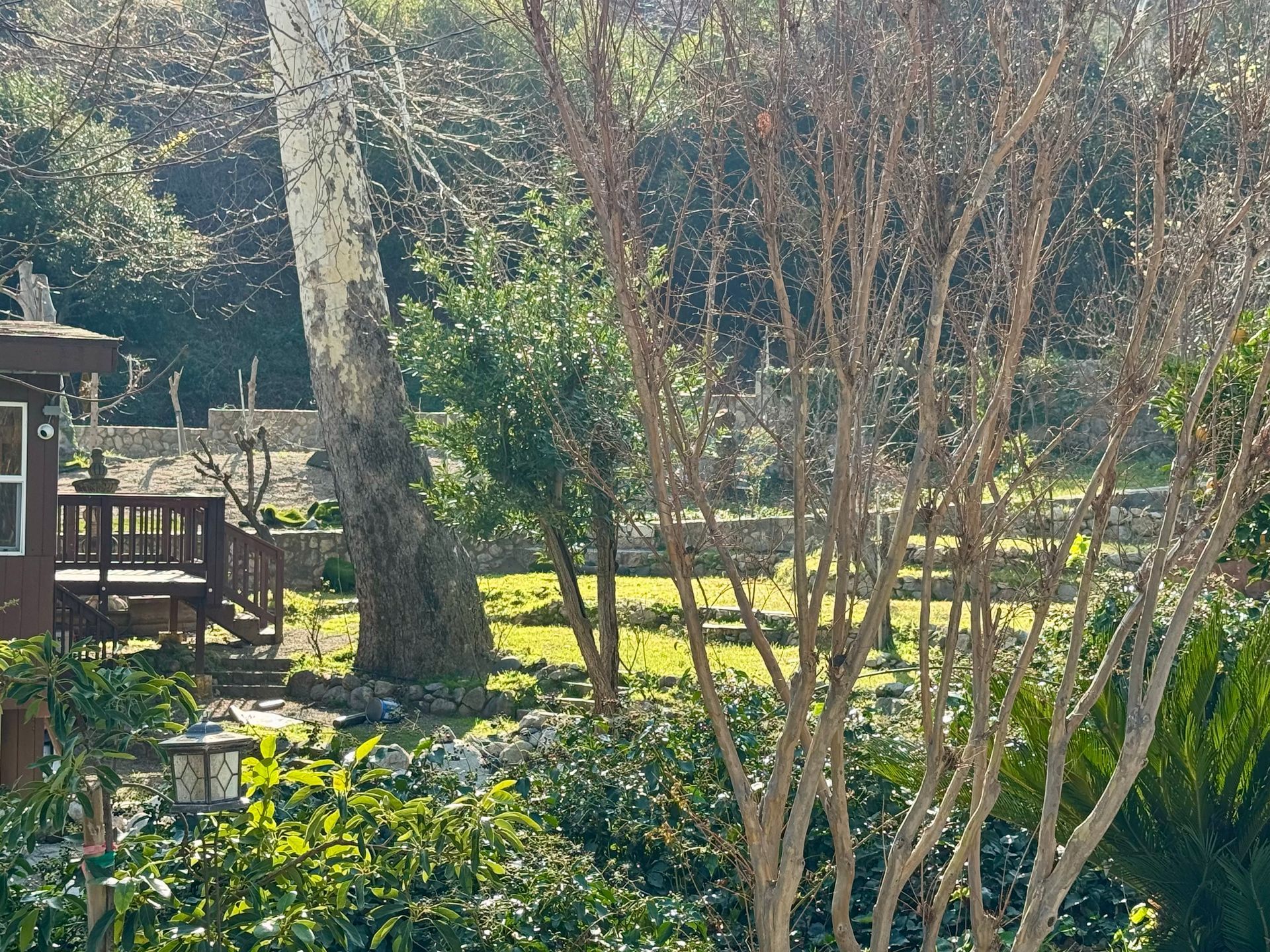 A sunny backyard with a wooden deck, a large tree with light bark, and garden beds surrounded by a low stone wall.