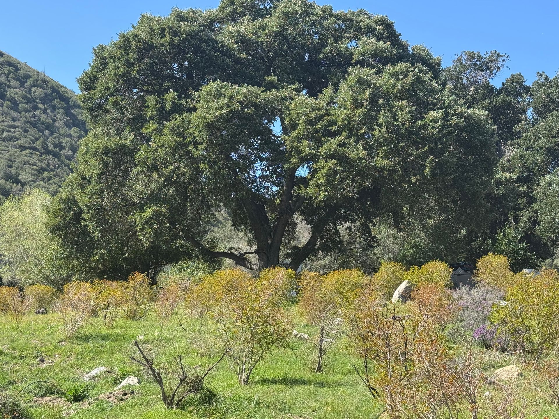 A large, bushy oak tree stands in a field with green grass and small, yellow-leafed shrubs under a clear blue sky.