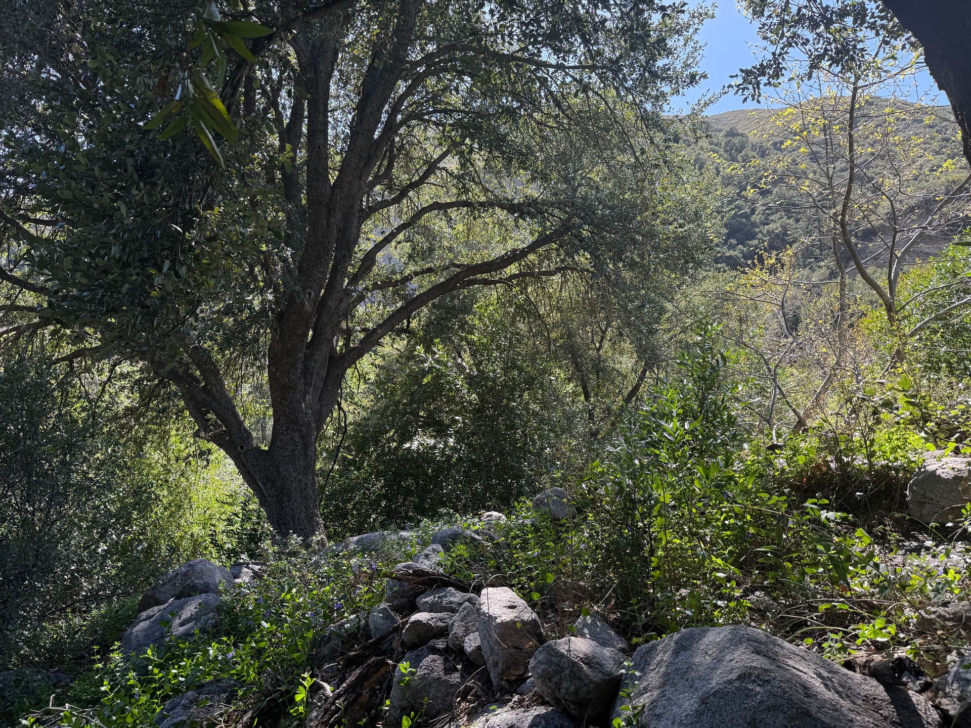 A rocky, sunlit hillside featuring a large oak tree and dense green foliage under a clear blue sky.