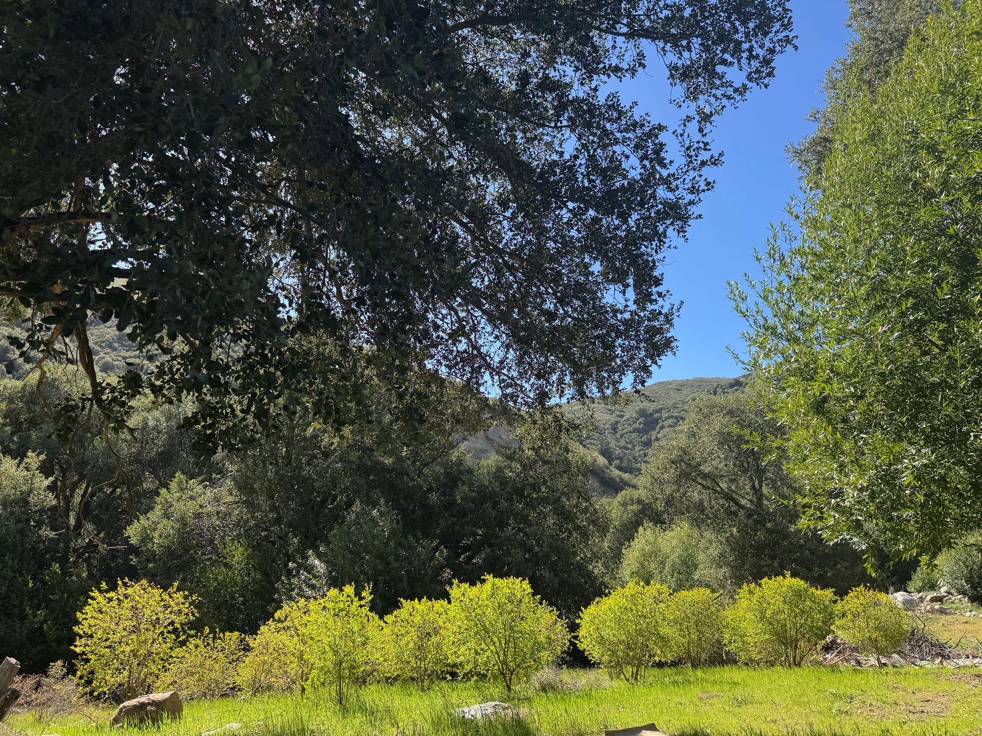 A row of small, bright green shrubs sits in front of a hillside covered in dense green trees under a clear blue sky.