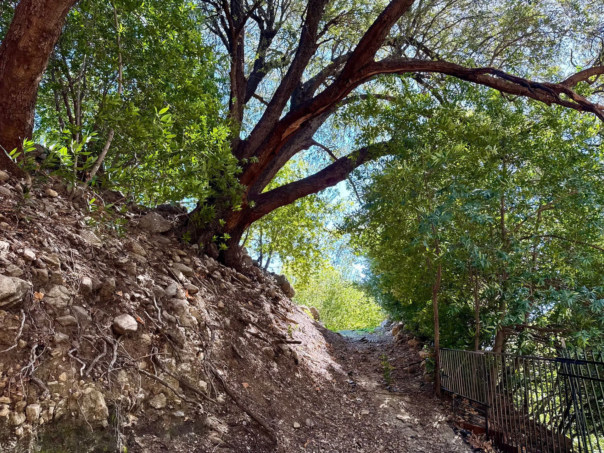 A dirt trail winds uphill through a sunlit forest, framed by a large tree with dark, rugged bark and vibrant green foliage.
