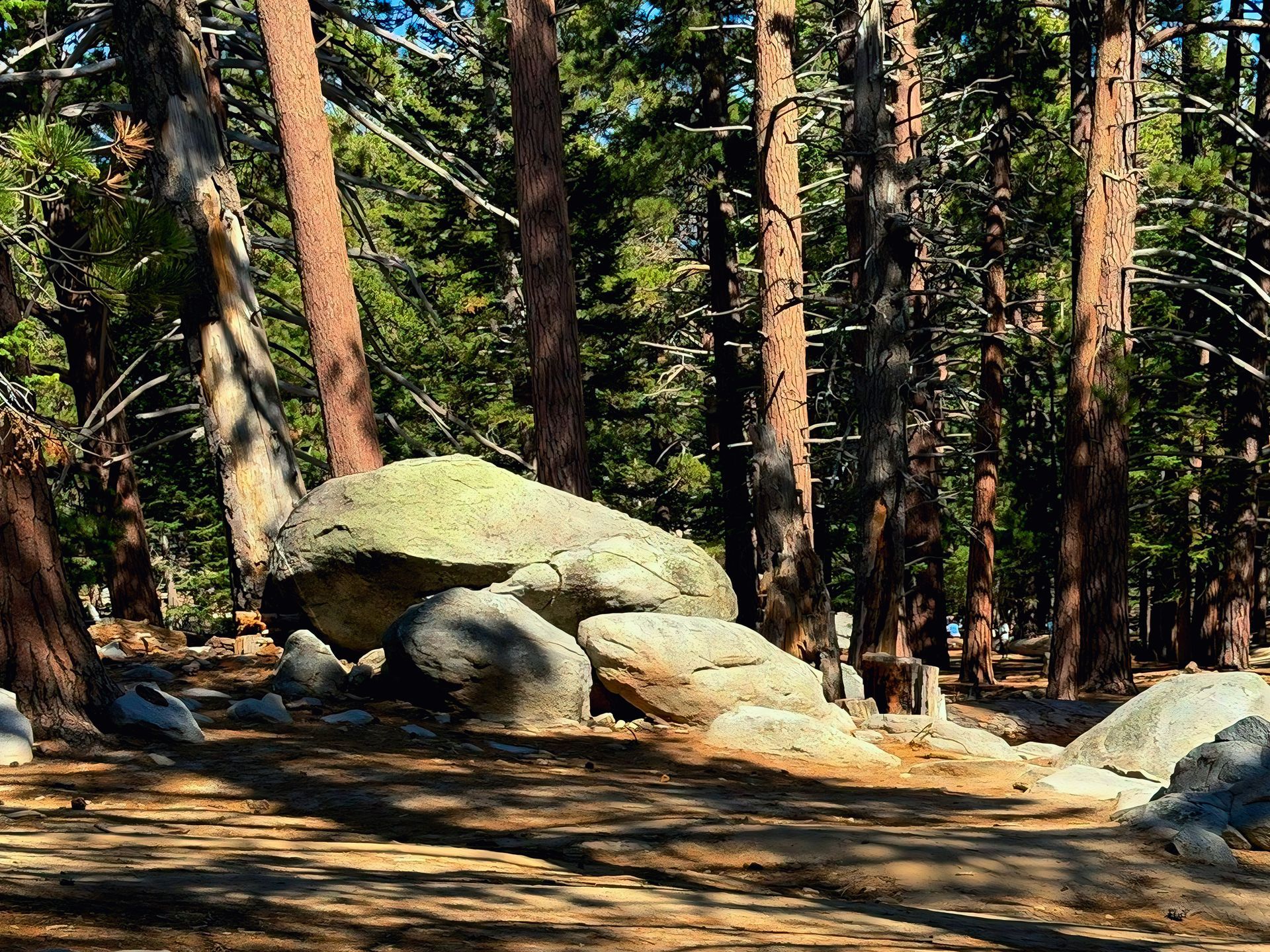 Forest trail with large sunlit boulders among tall pine trees