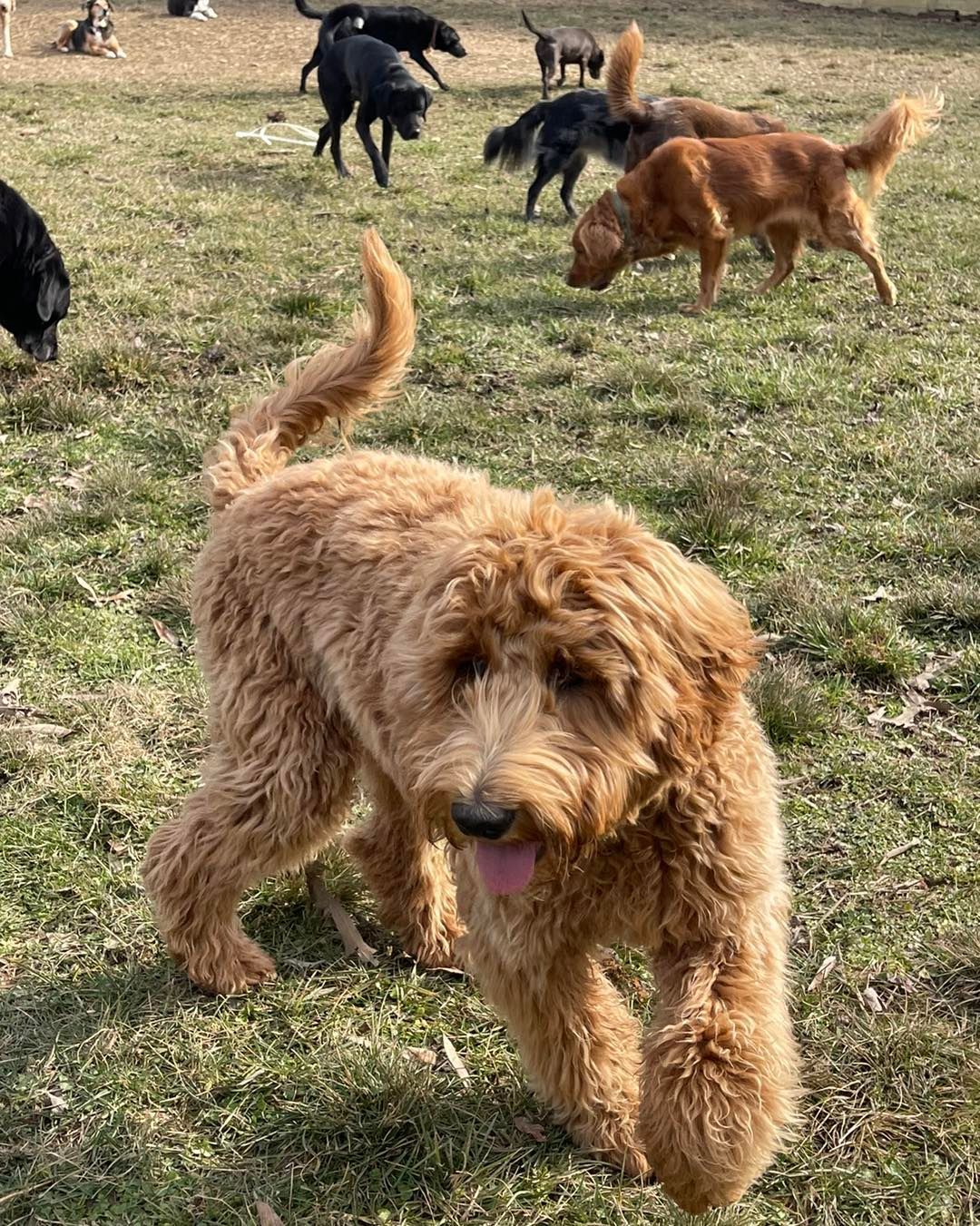 A group of dogs are playing in a grassy field.