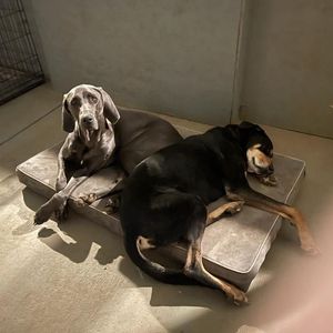 Two dogs are laying on a cushion on the floor