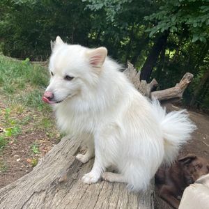 A white dog is sitting on a log with its tongue out.