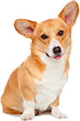 A brown and white corgi dog is sitting down on a white background.