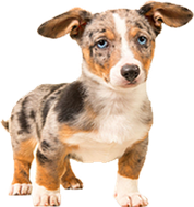 A small brown and white dog with blue eyes is standing on a white background.