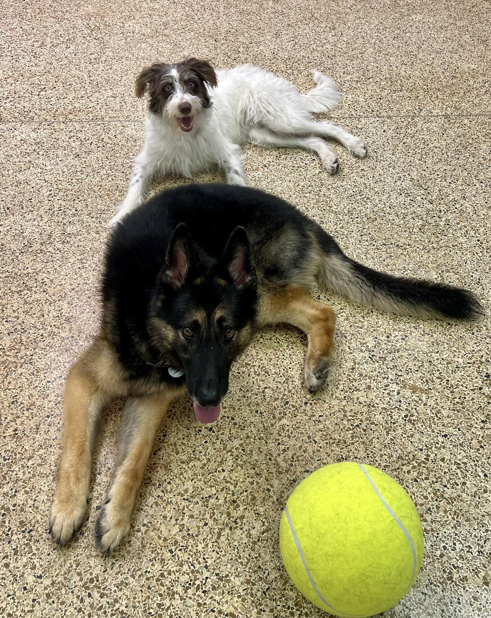 Two dogs lying on speckled flooring, one German Shepherd, one small white dog; a tennis ball nearby.