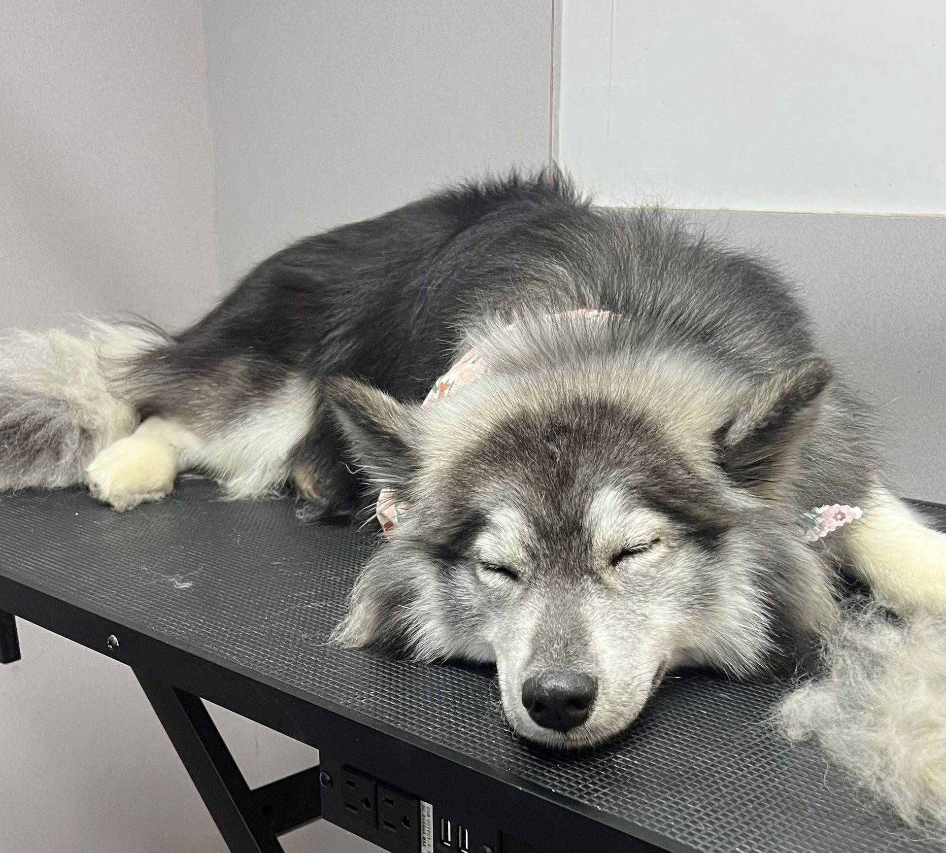 Gray and black husky dog resting on a black table with eyes closed.