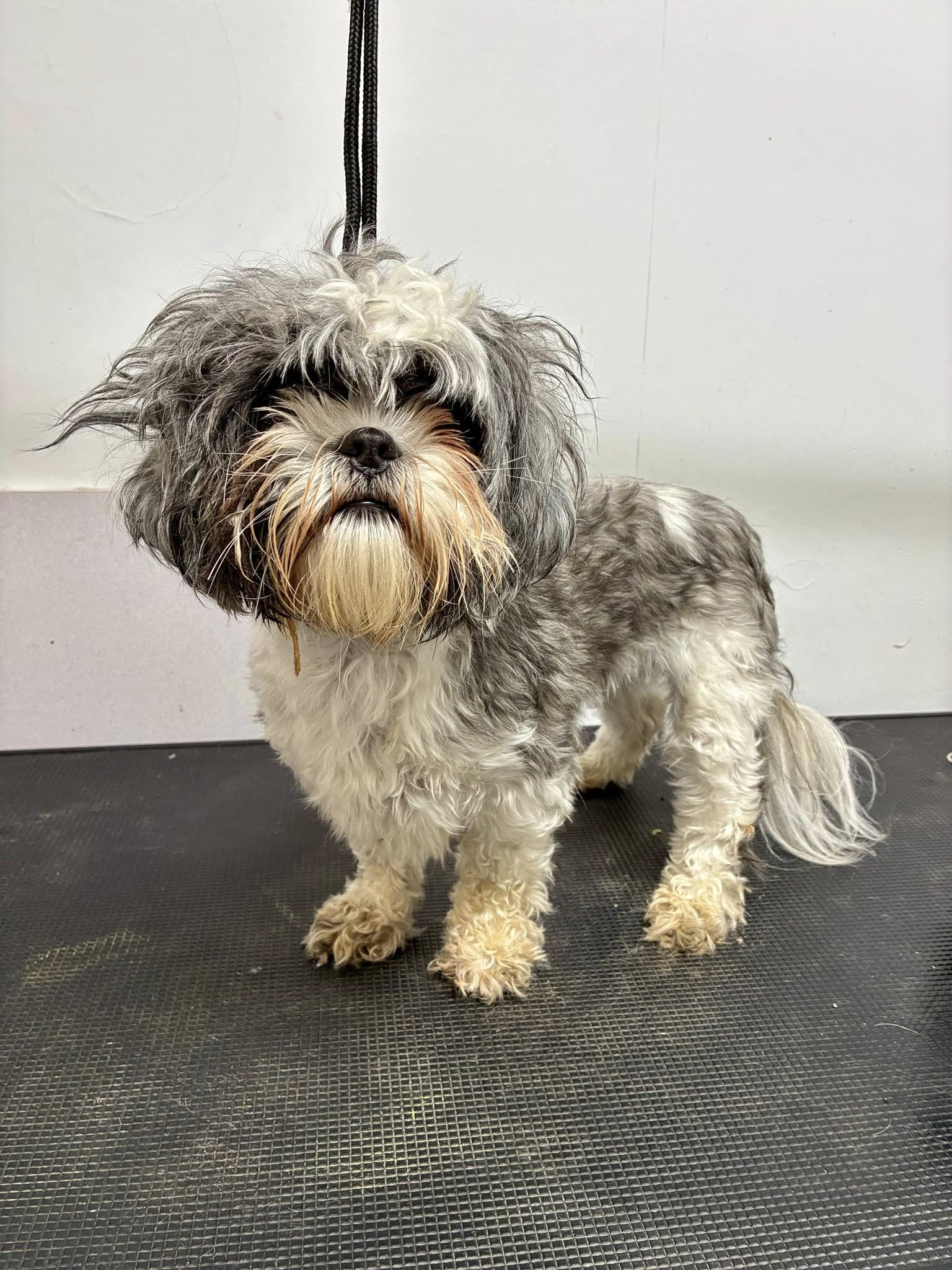Shih Tzu dog, salt and pepper coat, standing on grooming mat, looking at camera.
