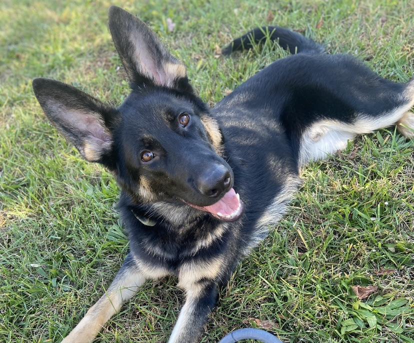Black and tan German Shepherd dog lying in grass, looking up with tongue out.