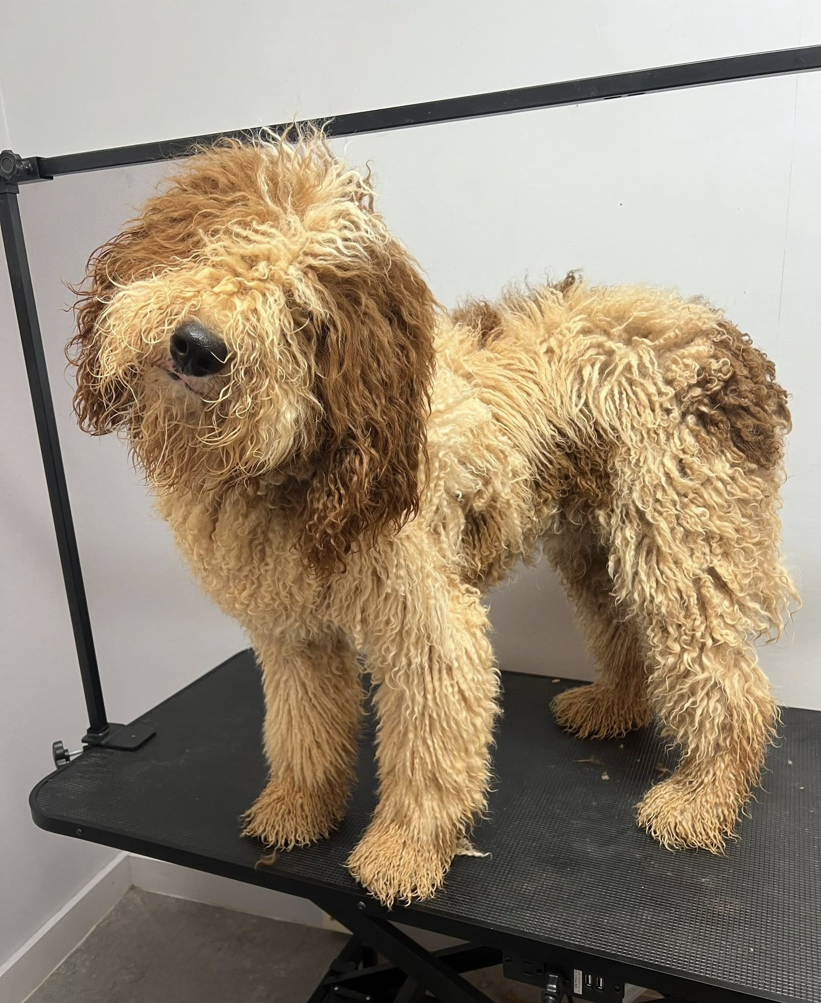 Tan and brown dog on grooming table, shaggy fur, standing.