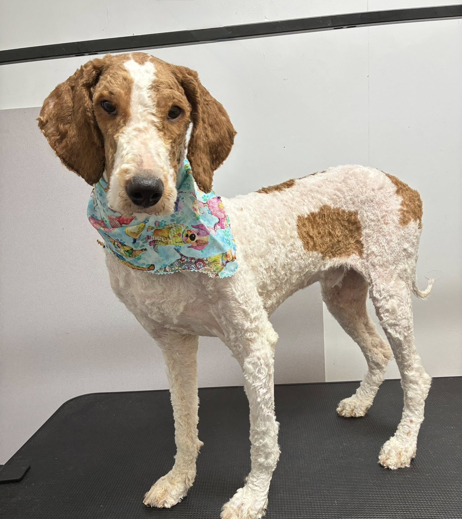 Dog with brown and white fur, wearing a blue bandana, standing on a grooming table.