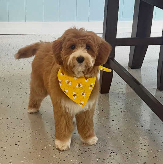 Brown Goldendoodle puppy wearing a yellow bee-patterned bandana, standing in front of a blue wall.