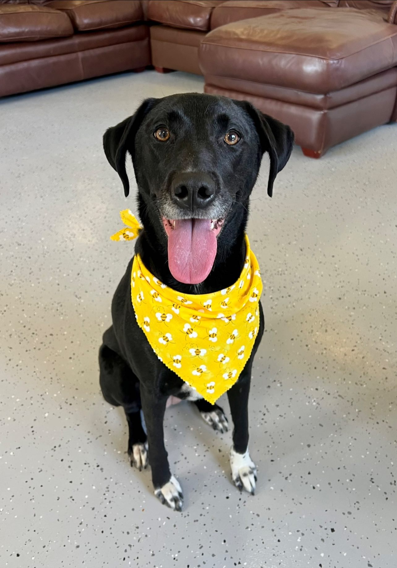 Black dog with white paws wearing a yellow bandana, sitting with tongue out, smiling in a room.
