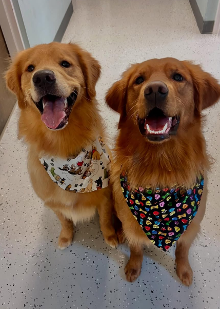 Two Golden Retrievers wearing bandanas, smiling with tongues out.