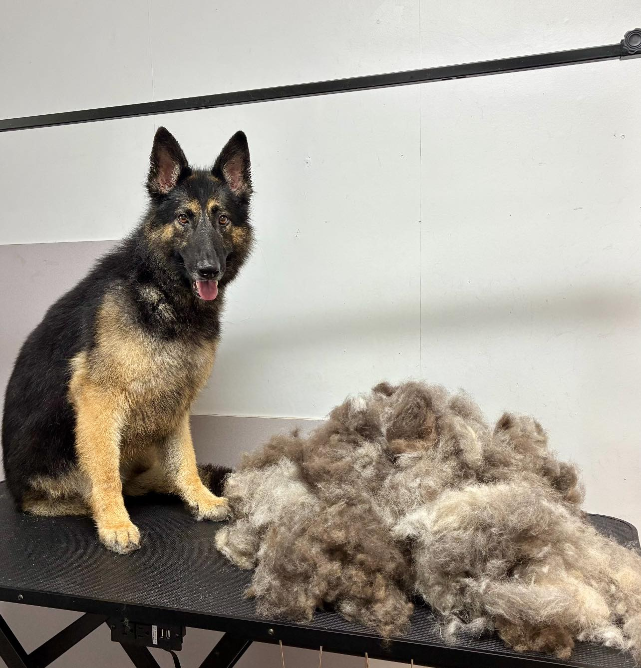 German Shepherd sitting next to a pile of fur on a grooming table. Dog is black and tan.