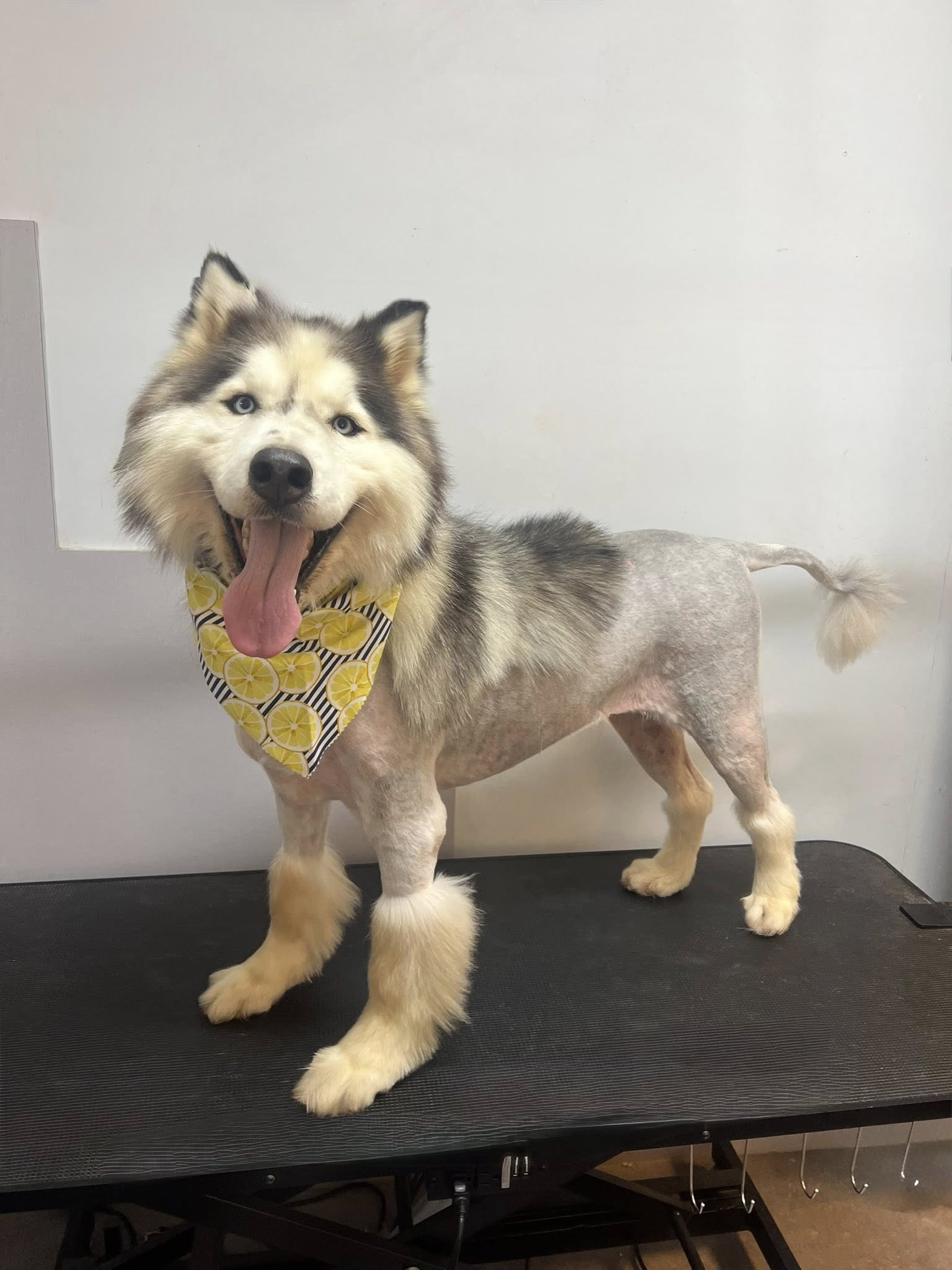 Husky dog with a yellow bandana and a stylized haircut, smiling and posing.