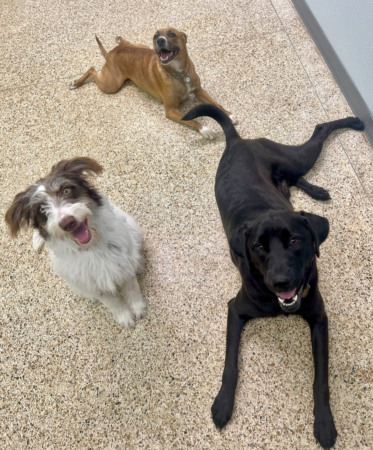Three dogs: brown, black, and white/brown. Two are lying down, one looking up, all smiling. Beige flooring.