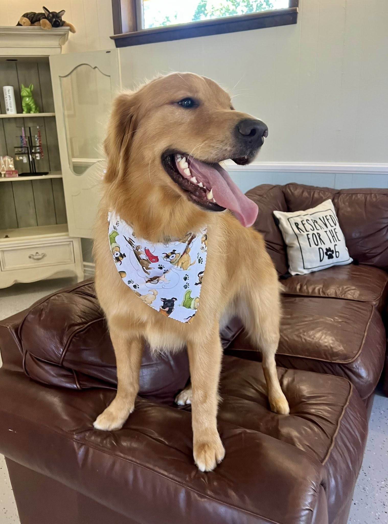 Golden retriever wearing a bandana, sitting on a brown couch with a happy expression and tongue out.