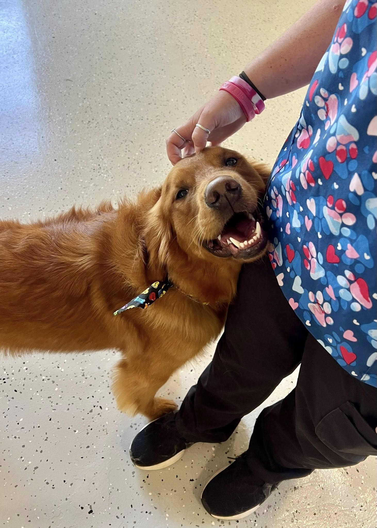 Golden retriever being pet by a person wearing a blue patterned shirt. The dog has its mouth open.