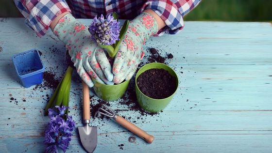 mani di donna mentre pianta un fiore viola in un nuovo vaso