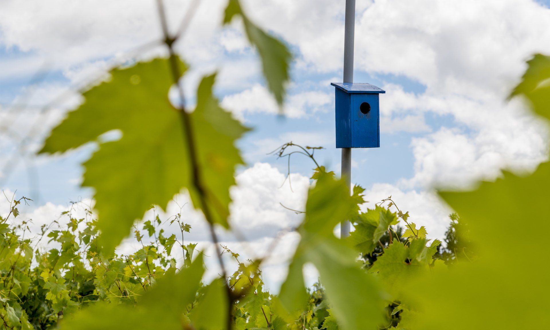 Bird feeders are found throughout the Vine Cliff vineyards