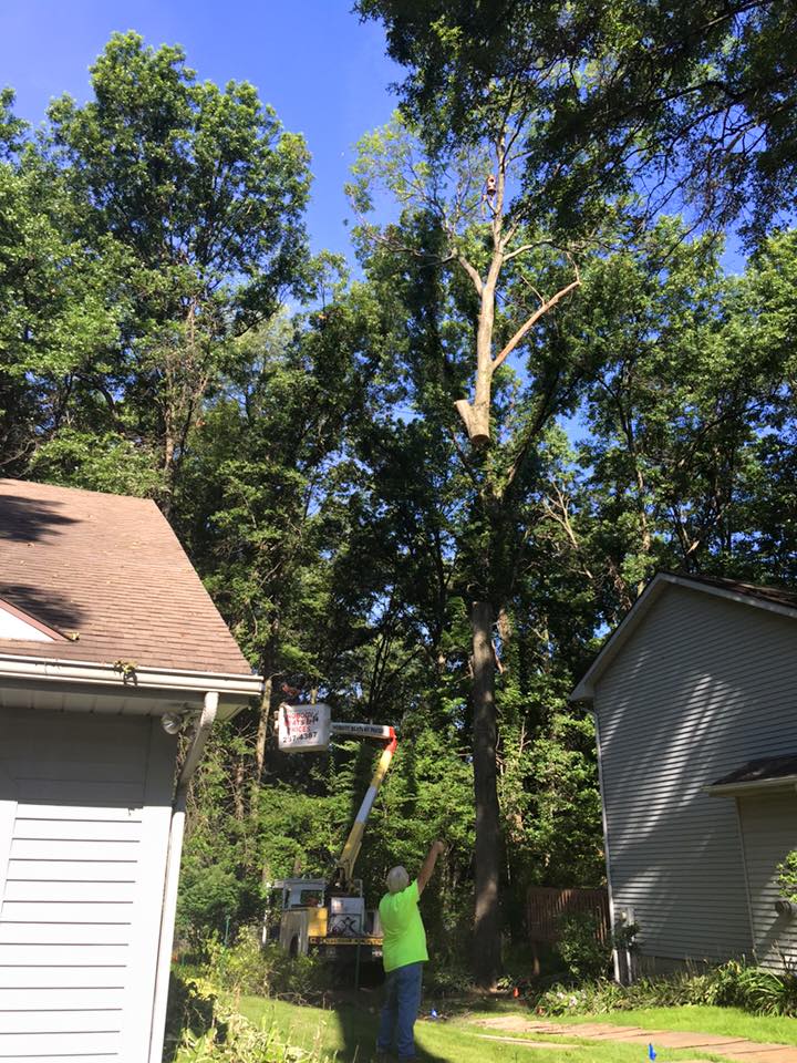 Arborist On Top Of Tree — South Bend, IN — Temple Tree Service