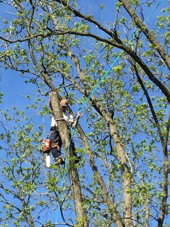 Arborist Climbing Tree — South Bend, IN — Temple Tree Service