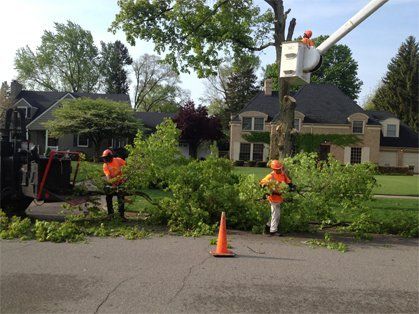 Vehicle Grinding Down Stump — South Bend, IN — Temple Tree Service