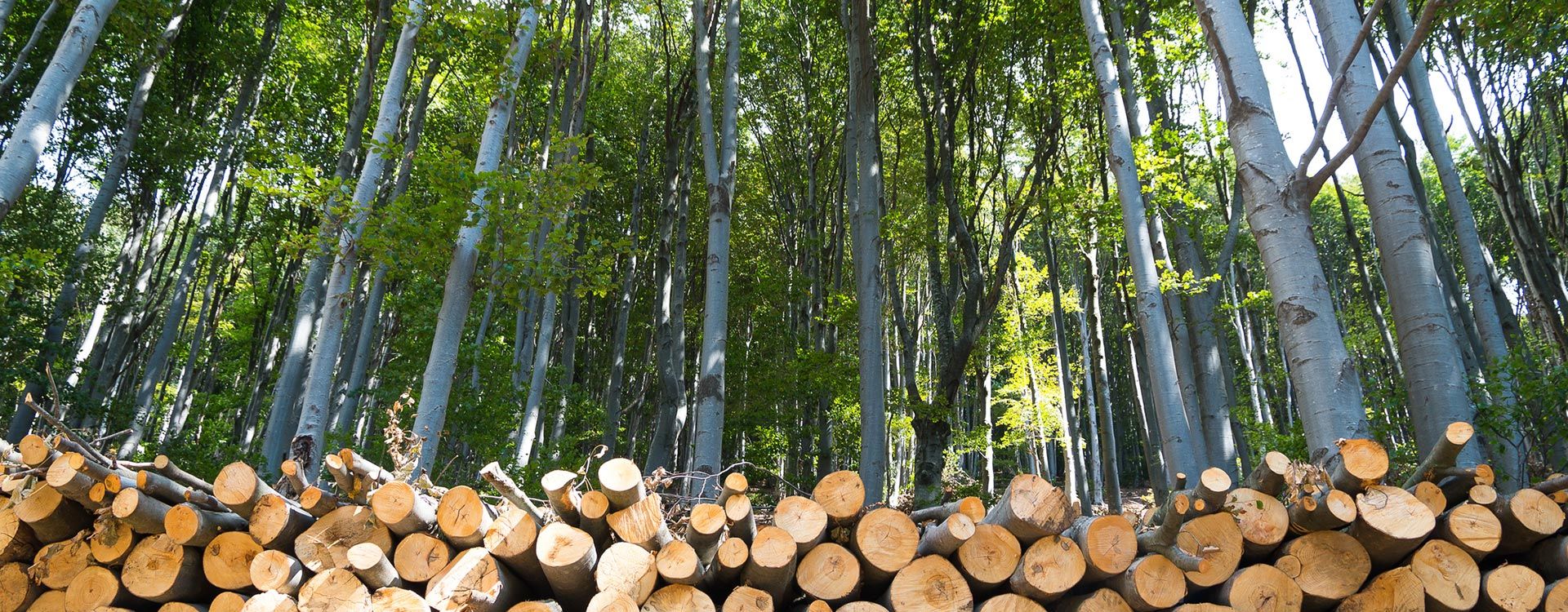 Logs Near Tree — South Bend, IN — Temple Tree Service