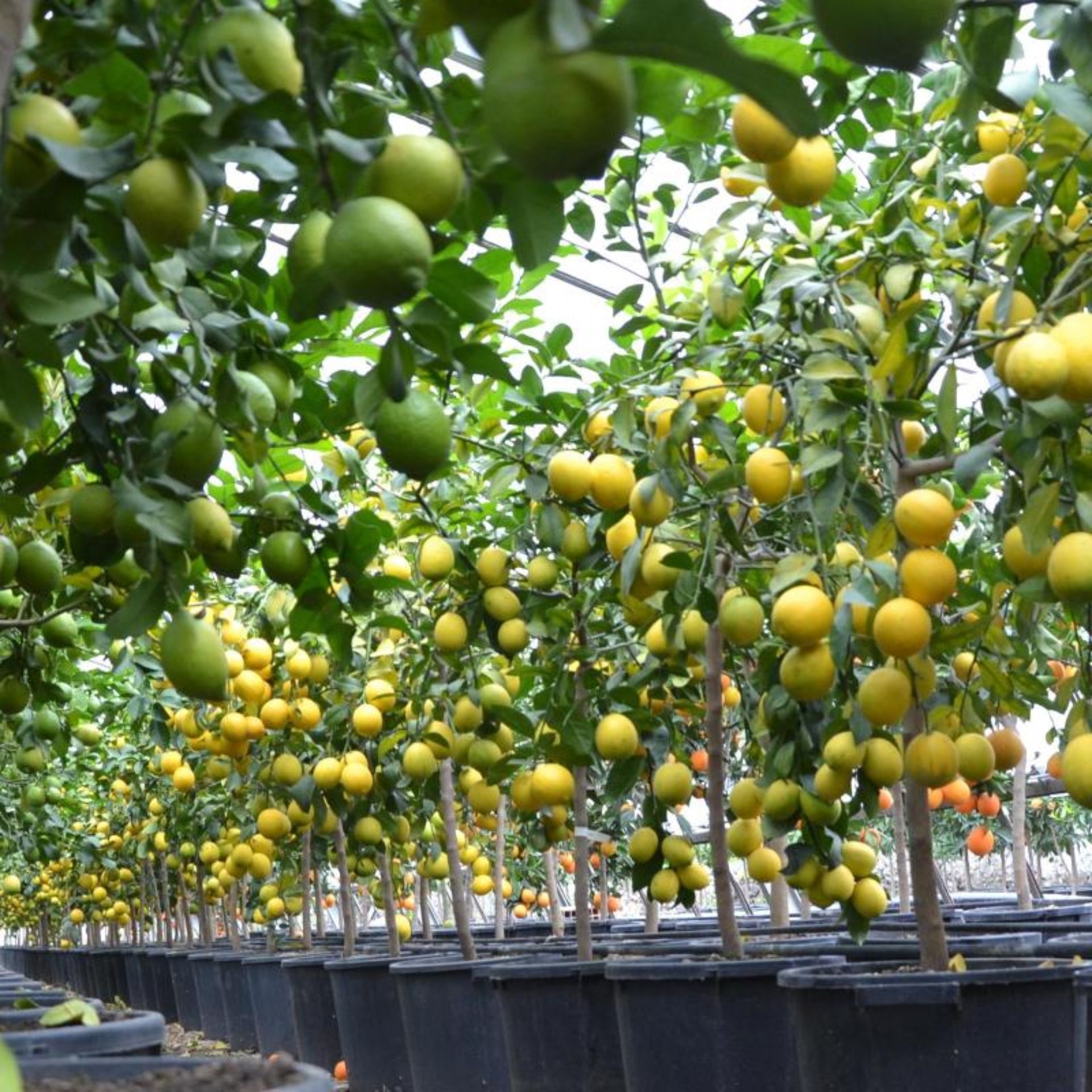 File di alberi di limoni in vaso con frutti verdi e gialli.