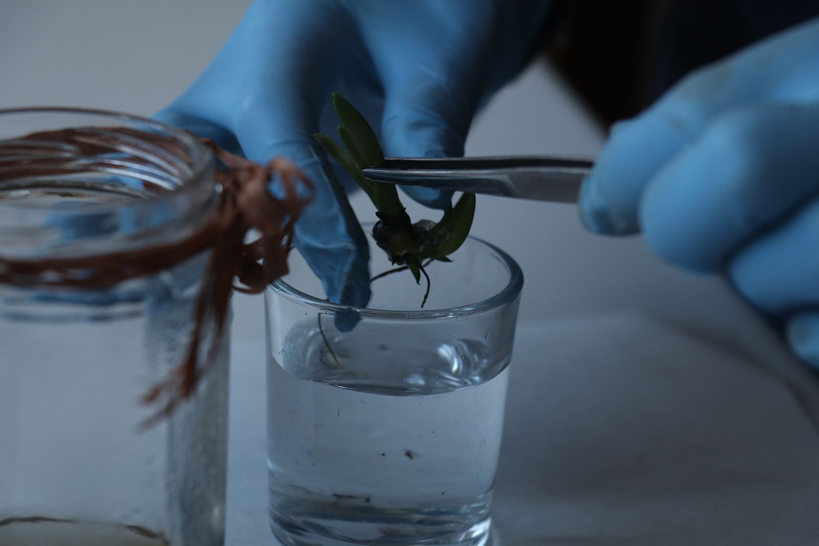 Persona con guanti blu che usa delle pinzette per maneggiare una talea di pianta in un piccolo bicchiere d'acqua.