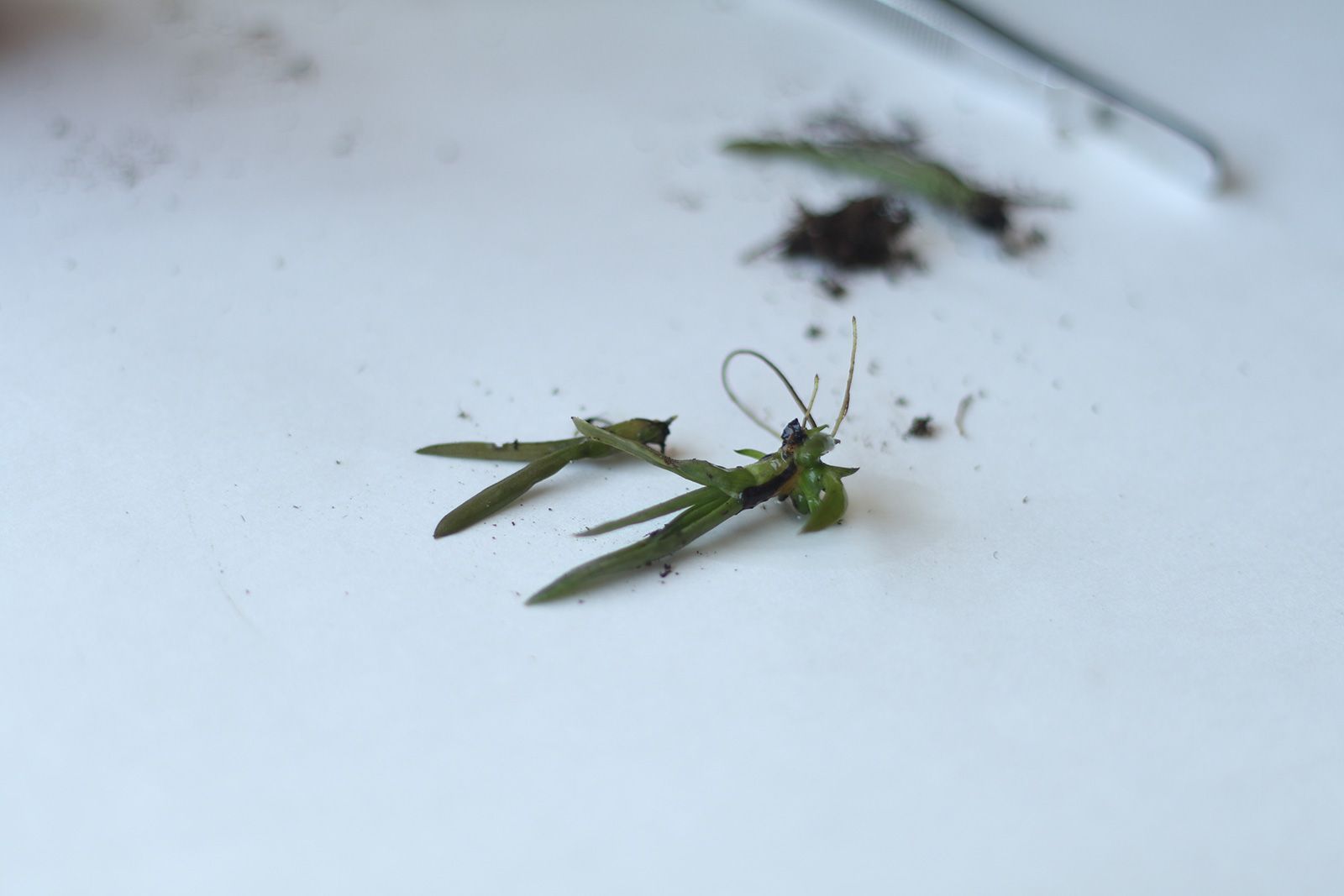 Parti verdi di insetti su una superficie bianca con pinzette e sporcizia sullo sfondo.