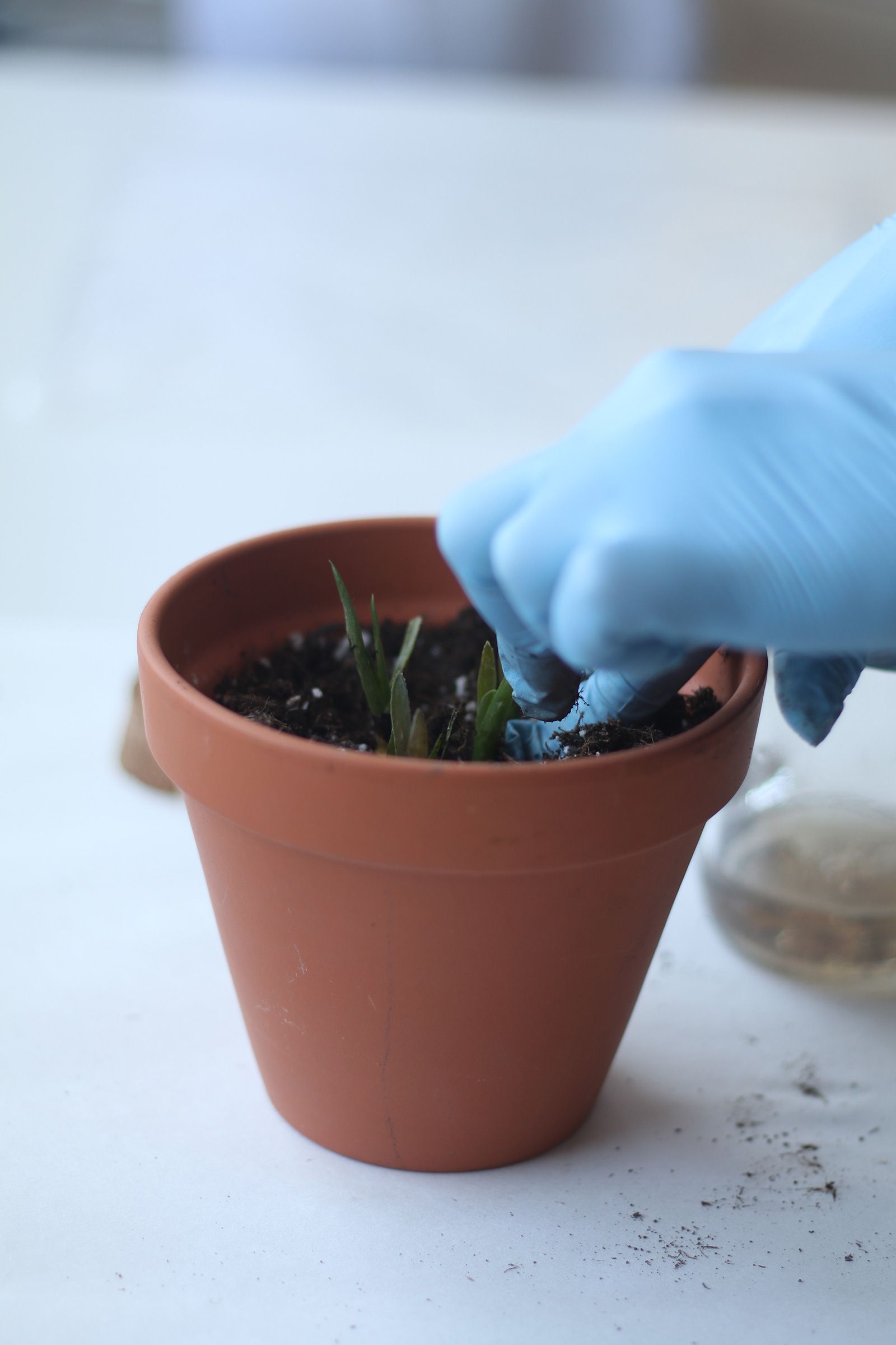Una persona con i guanti blu pianta una piccola pianta grassa in un vaso di terracotta con del terriccio.