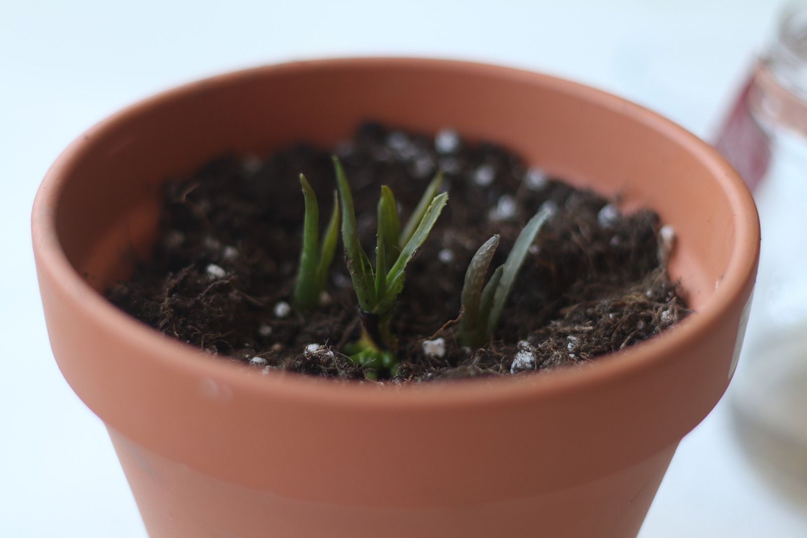 Piccole piante verdi che germogliano dal terreno scuro in un vaso di terracotta.