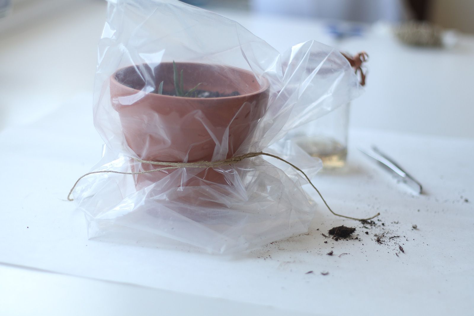 Una piccola pianta in vaso ricoperta di plastica e fissata con uno spago, su una superficie bianca.