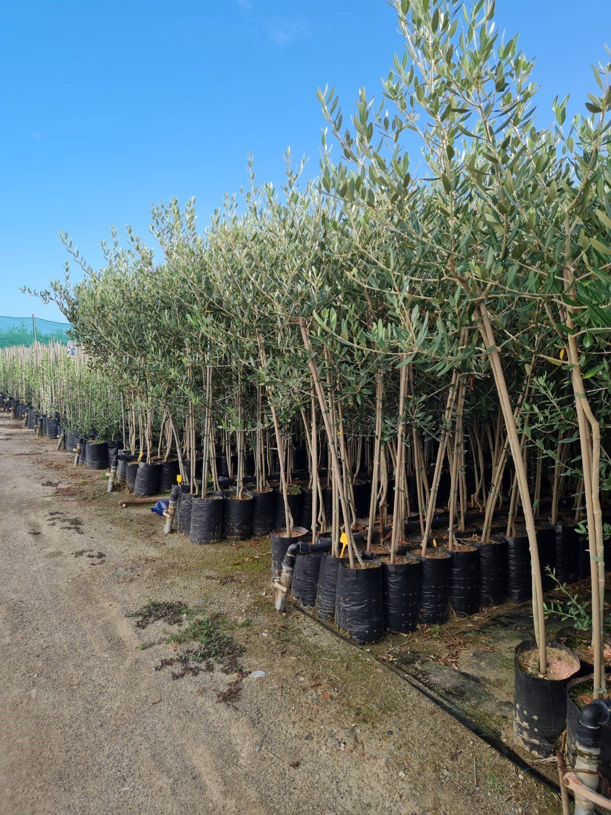File di ulivi in vaso in un vivaio, con il cielo azzurro sullo sfondo.