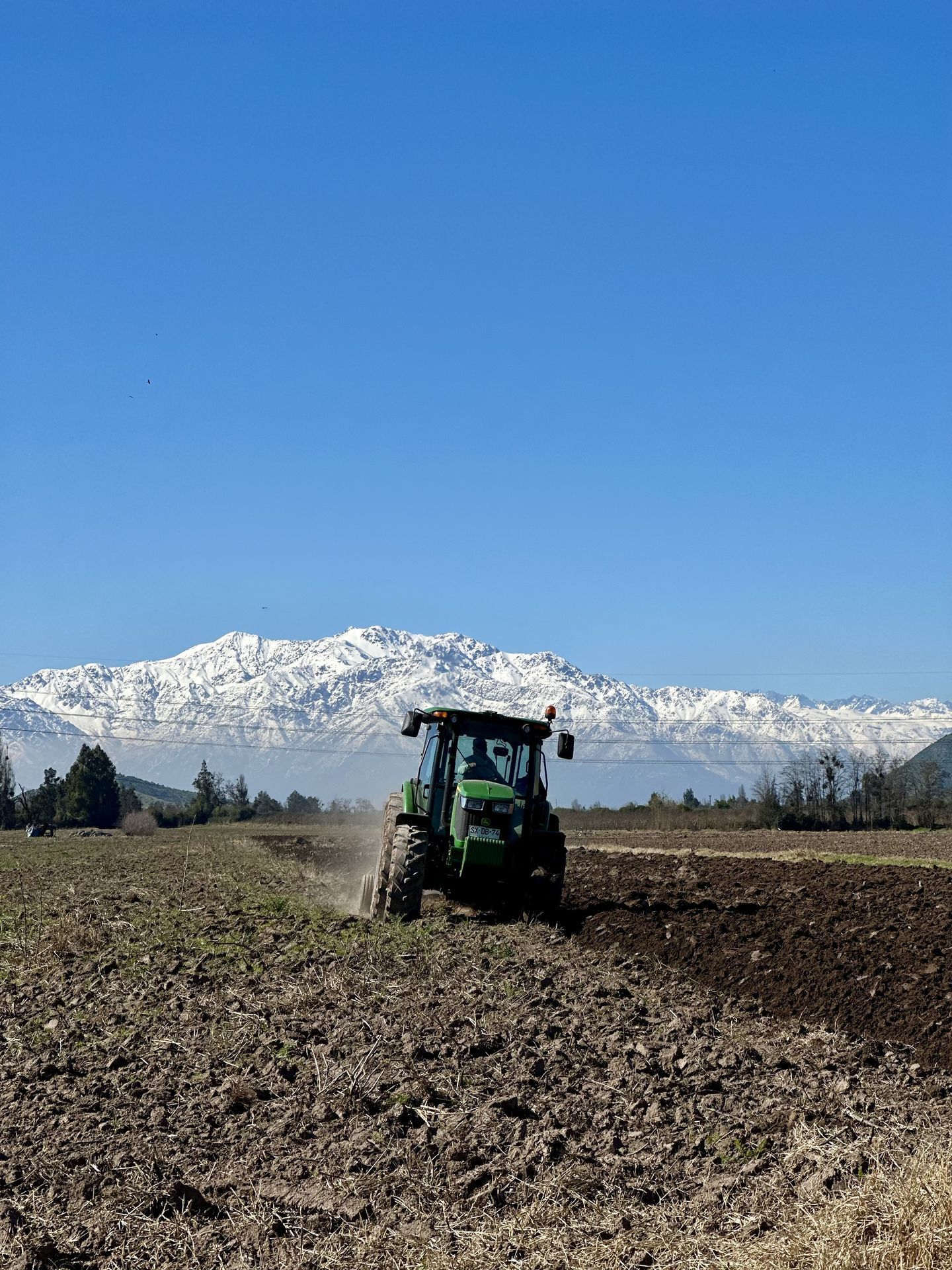 Regadera naranja regando plantas de hojas verdes en un cantero de jardín.