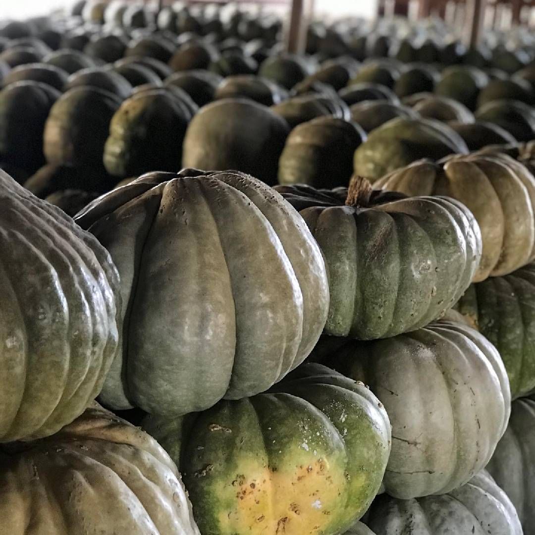 Persona regando plantas verdes con una manguera al aire libre en un día soleado.