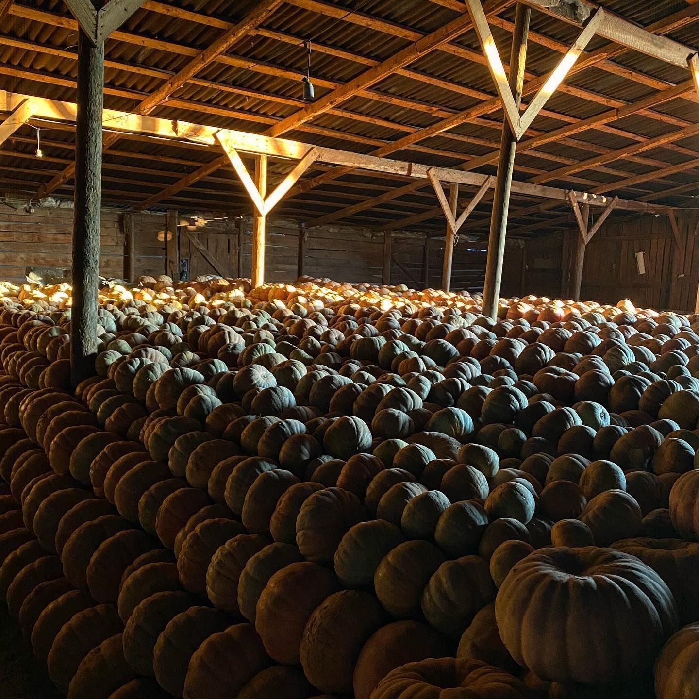 Mujer sosteniendo plantas en macetas, sonriendo en un invernadero.
