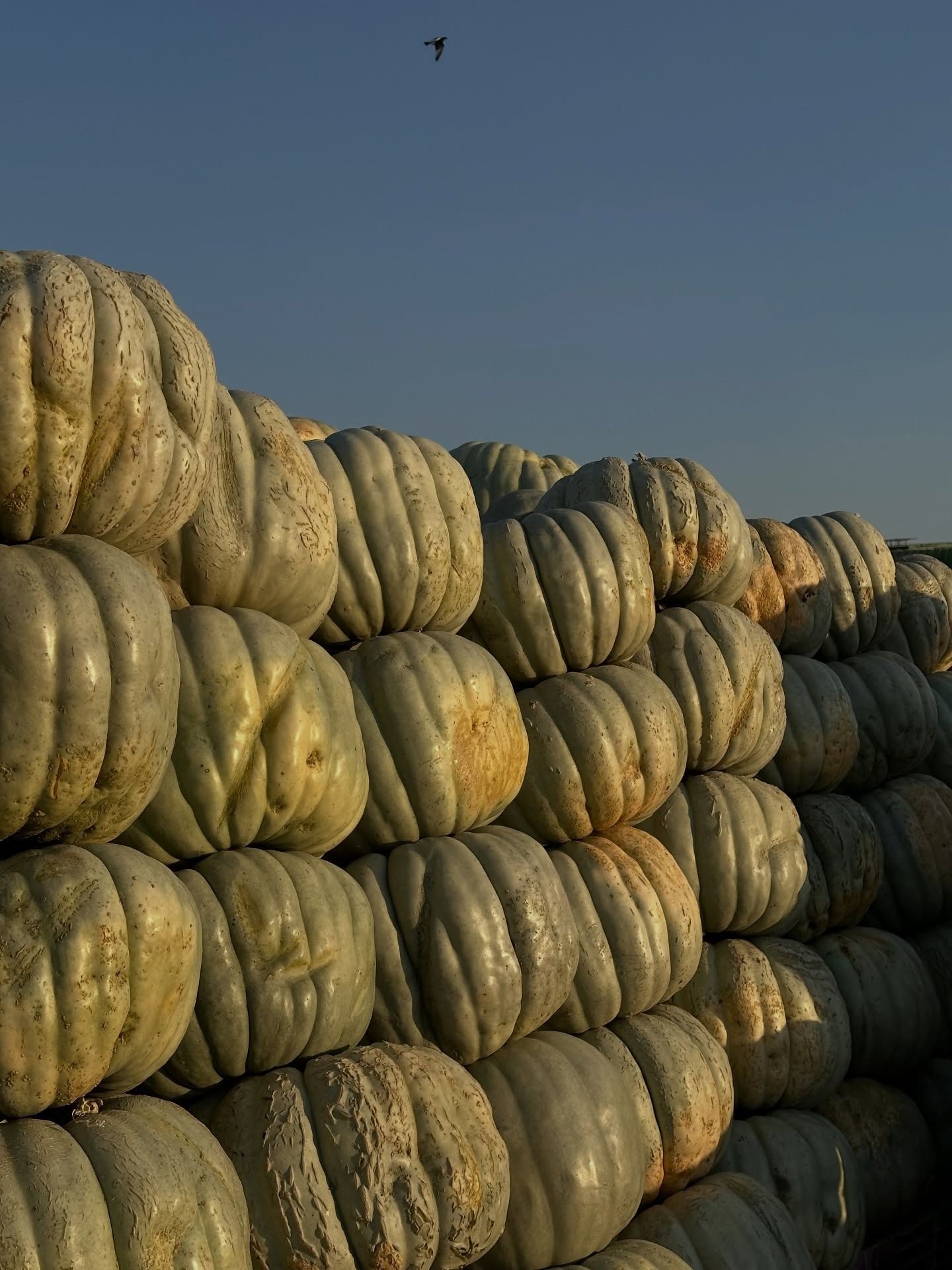 Cortadora de césped cortando el césped en un día soleado. Césped verde, cortadora negra, luz solar brillante.