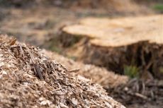 Pile of wood chips in front of a blurred tree stump in an outdoor setting.