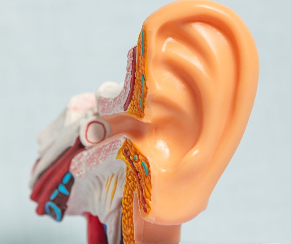 The Science of Gendered Hearing Differences