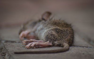 Rescue — Dead Rat in Kenosha, WI