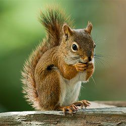 Commercial — Squirrel in Kenosha, WI