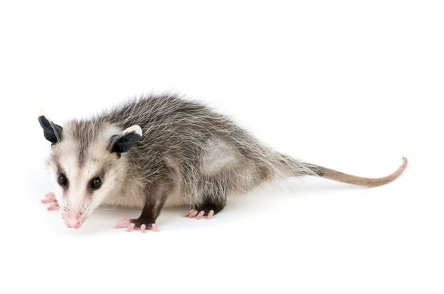 Opossum — A Small Opossum in Kenosha, WI