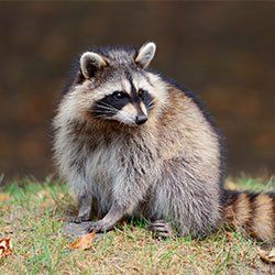 Dead — Raccoon in Kenosha, WI