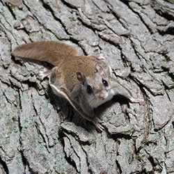 Near Me — Flying Squirrel in Kenosha, WI