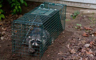 Raccoon and squirrel removal services in progress in South Milwaukee, WI